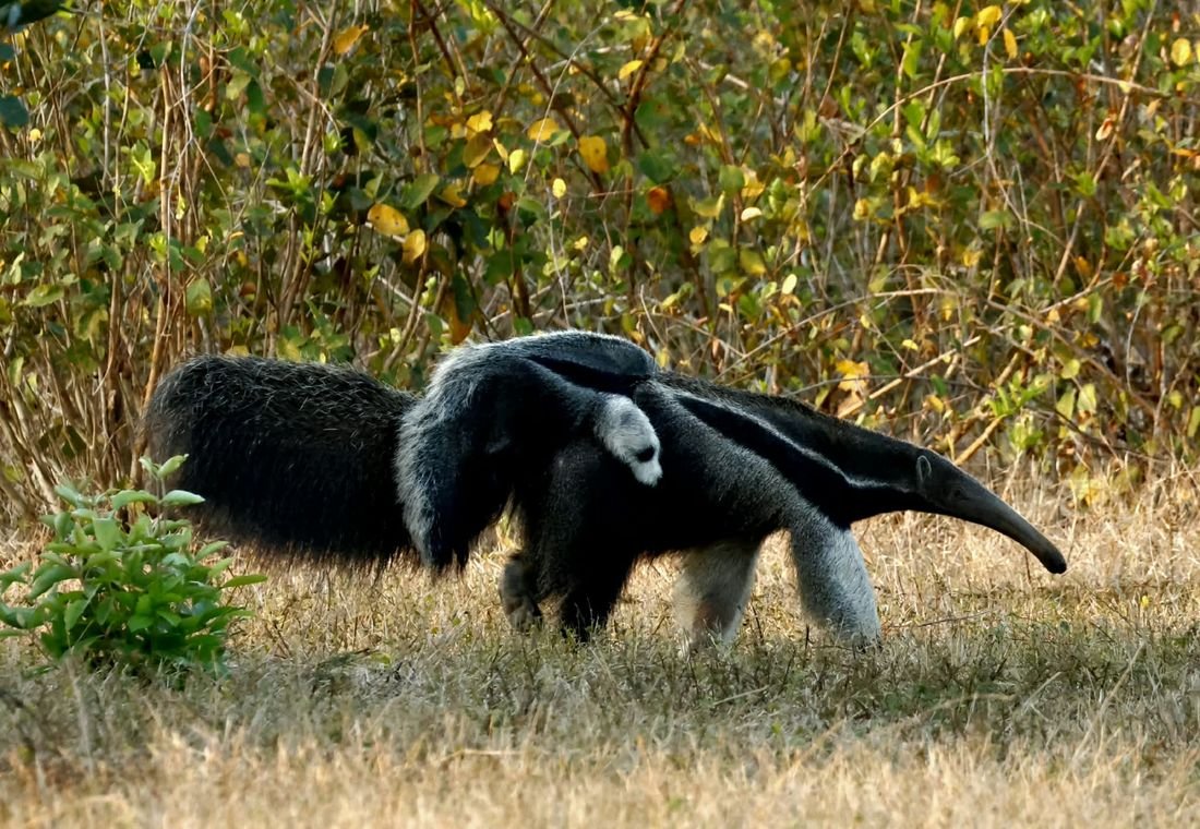A giant anteater walking with a pup on its back