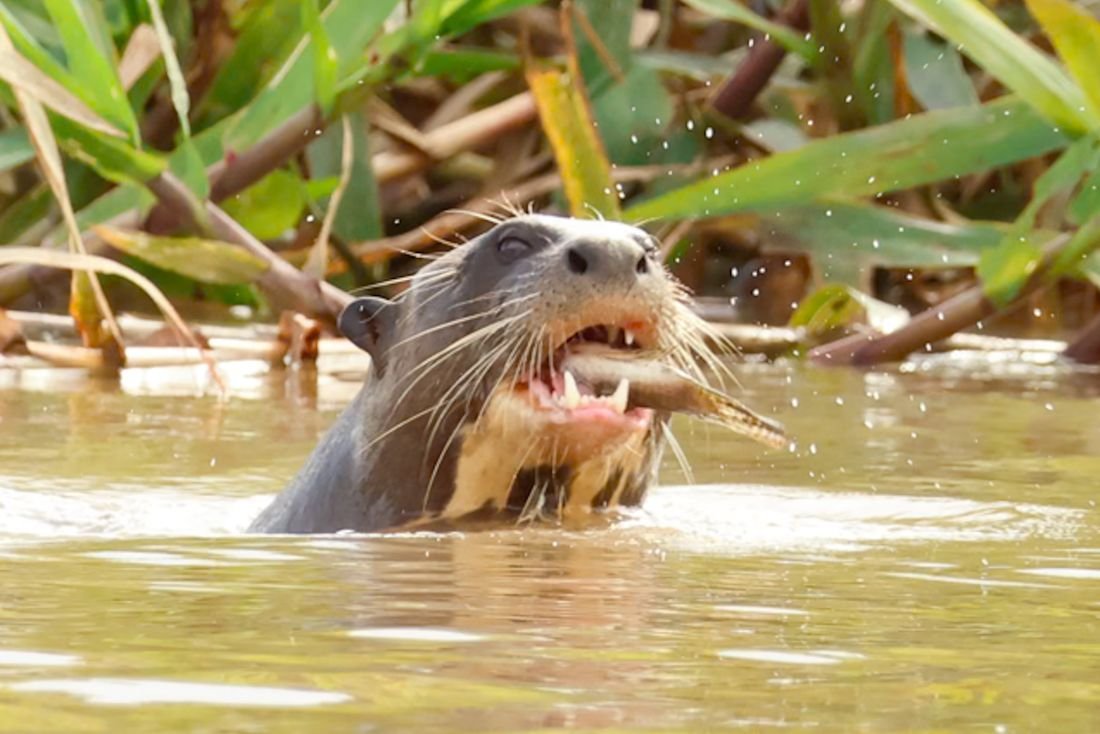 A giant otter holding a fish in its mouth
