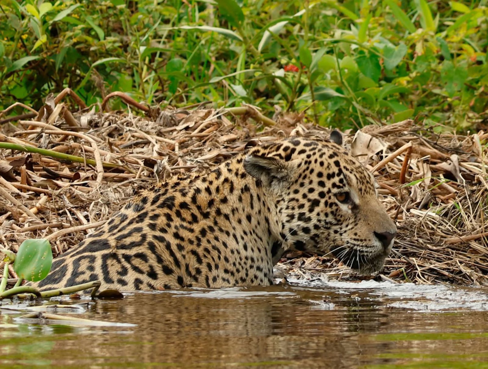 A jaguar crouched among dry vegetation at the edge of the water