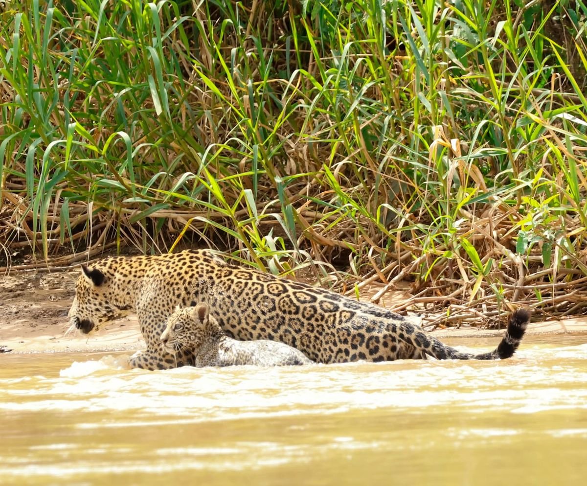 A jaguar with her cub at the water's edge