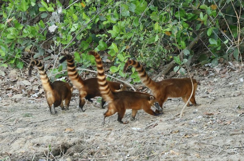 A group of coatis with their tails raised