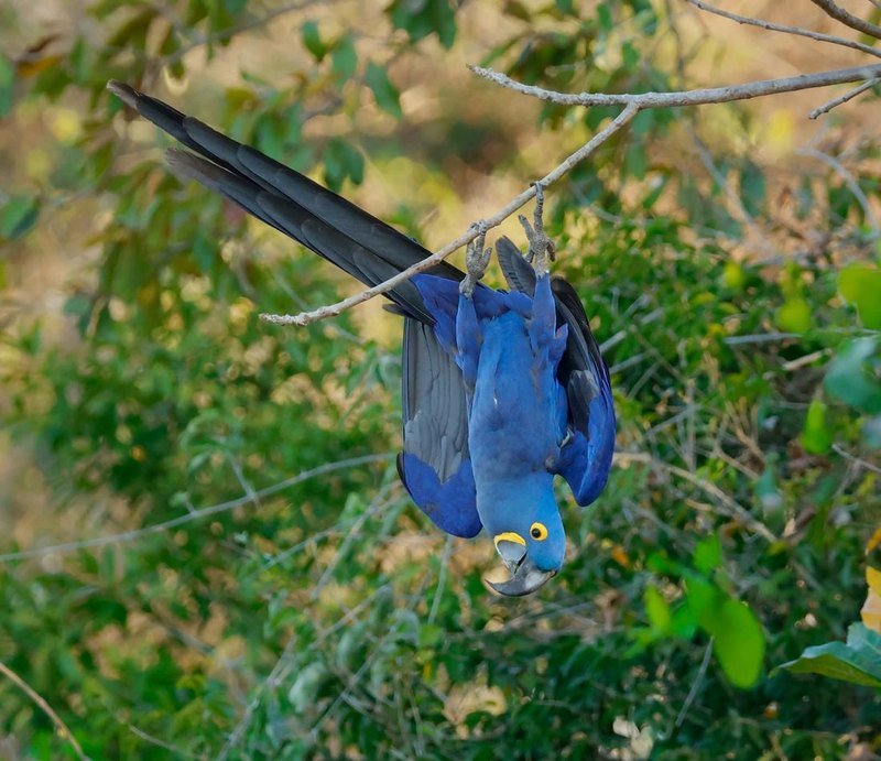 A hyacinth macaw hanging upside down from a branch