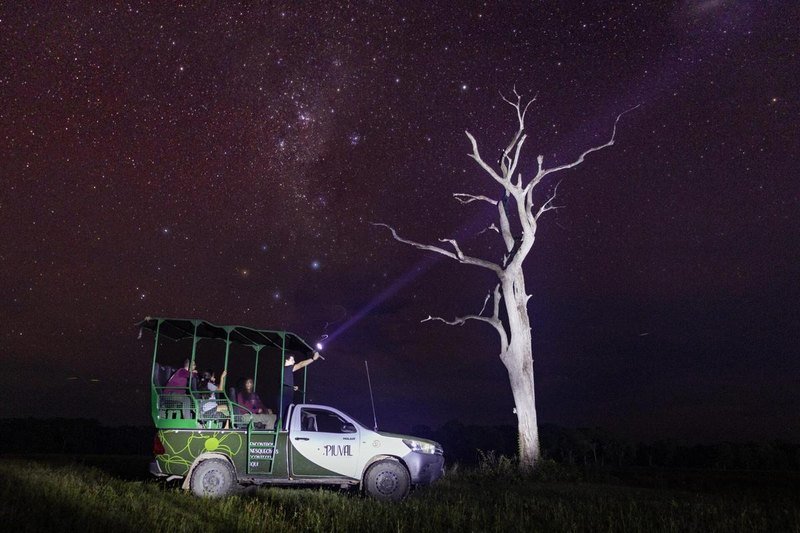 A safari vehicle shining a spotlight under a starry night sky, next to a bare tree