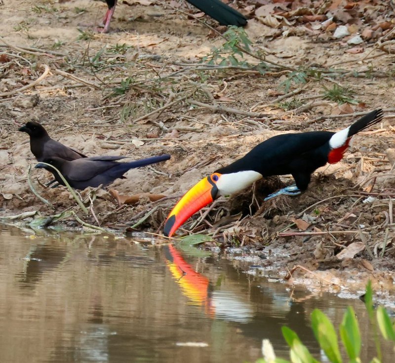 A toco toucan drinking at the water's edge