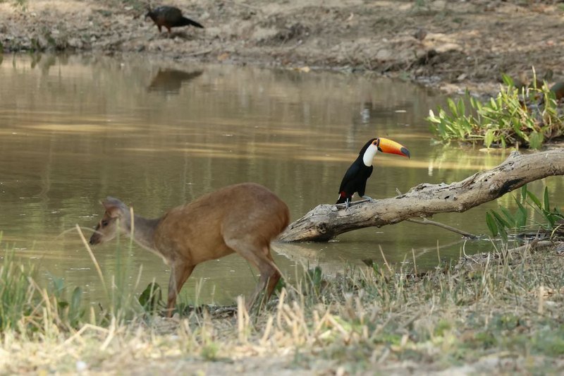 A toco toucan on a log and a brocket deer by the water