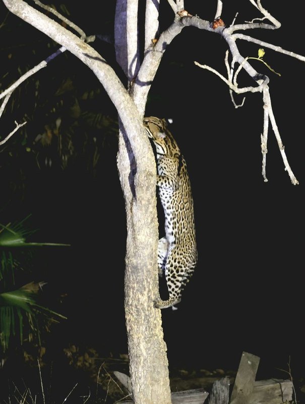An ocelot climbing a tree at night