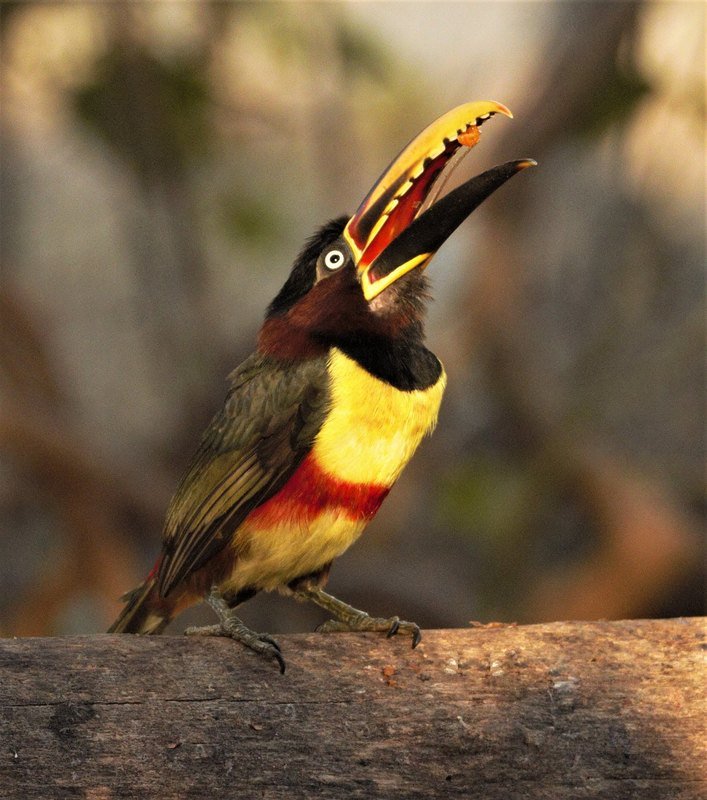 A chestnut-eared aracari with an open yellow and black bill, perched on a log