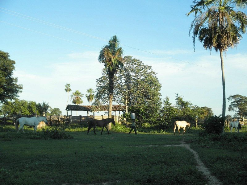 Open farm grounds with palm trees, a wooden corral and horses grazing on the grass, with a person carrying a bucket
