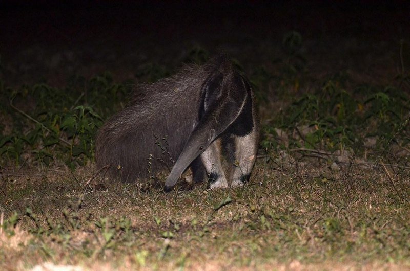 A giant anteater foraging on short grass at night, lit by a spotlight