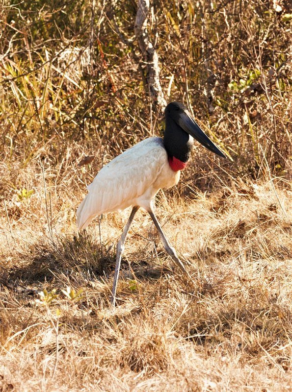 A jabiru stork with a black head and red neck band walking through dry grass