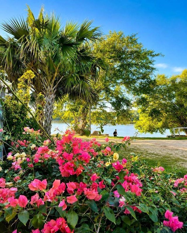 Pink bougainvillea flowers in the foreground, with a palm tree and the river behind