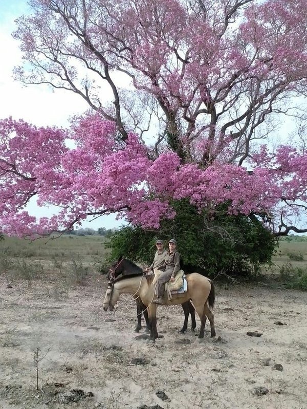 Two riders on horseback beneath a large pink-flowering ipê tree in a dry field