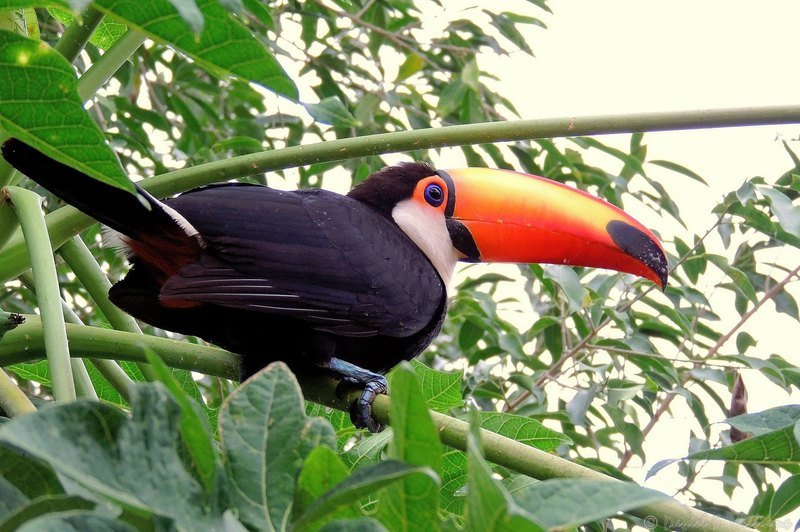 A toco toucan with a large orange bill perched on a green stem among leaves
