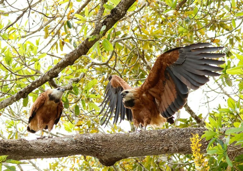 Two black-collared hawks on a branch, one spreading its wings
