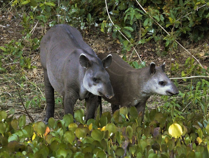 Two lowland tapirs standing side by side among water hyacinths at the edge of the vegetation