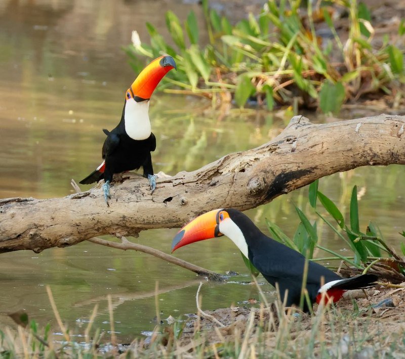 Two toco toucans perched on branches