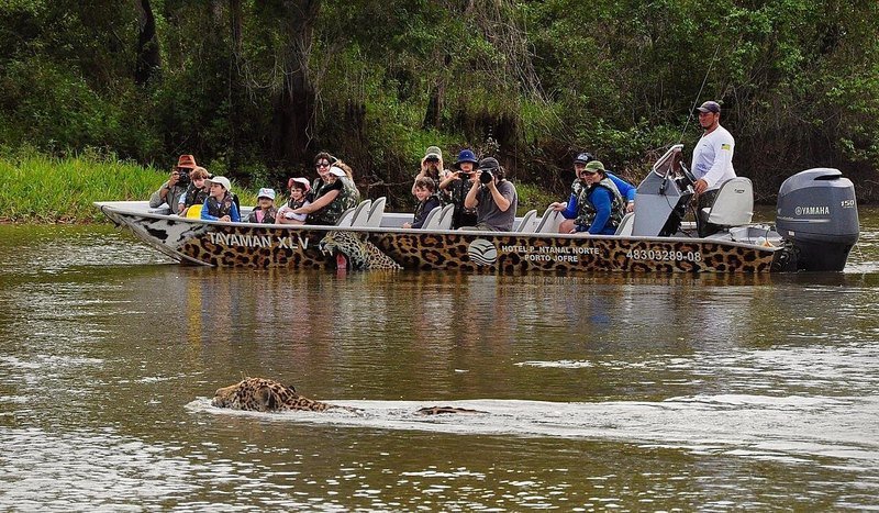 Visitors in a boat with jaguar-print decoration taking photos of a jaguar swimming in the river nearby